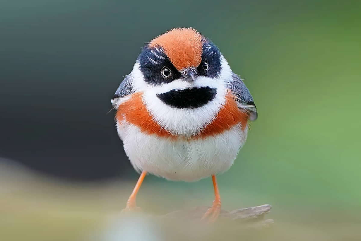 Rarest Bird Black-Throated Bushtit Photos