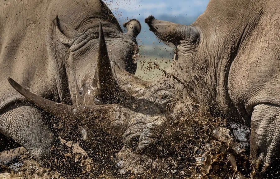15 Remarkable Winning Photos from the 2025 Remembering Wildlife Winners