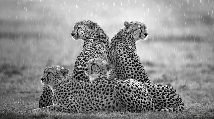 2025 Remembering Wildlife Winners