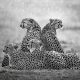 2025 Remembering Wildlife Winners