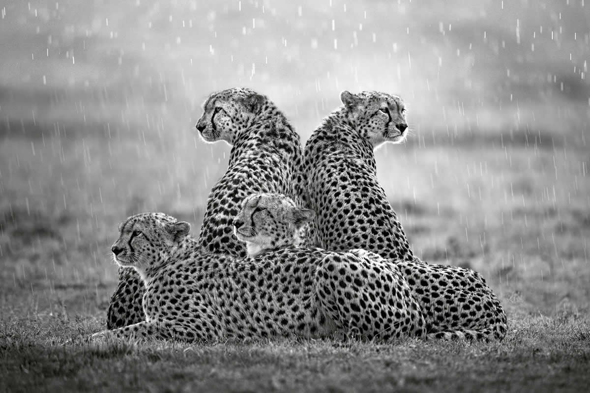 2025 Remembering Wildlife Winners