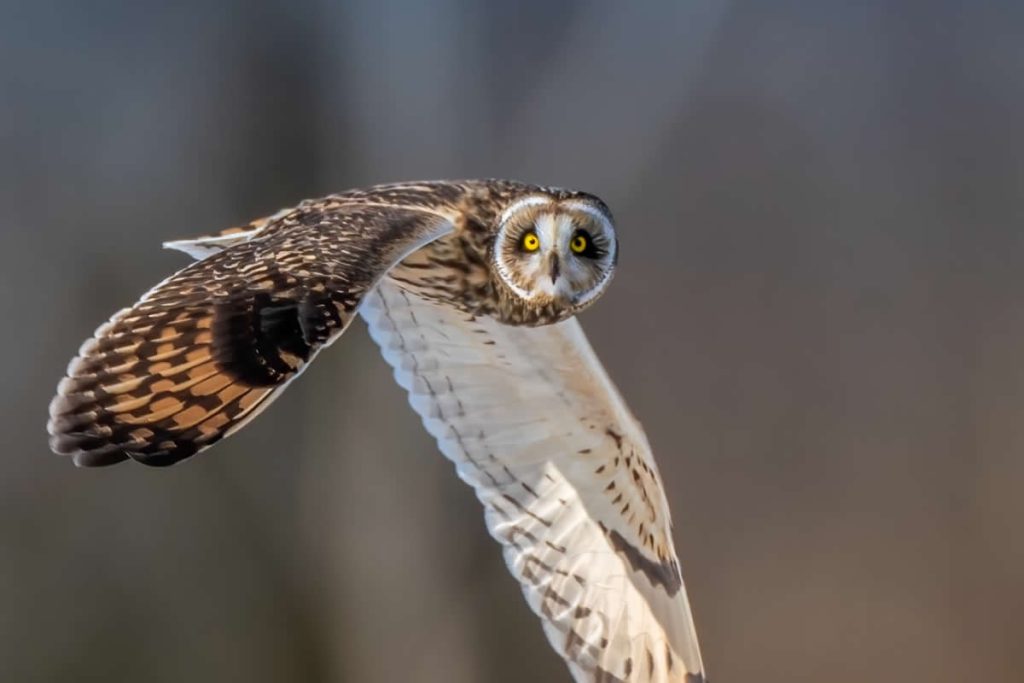 Stunning Bird Photos That Capture Nature True Beauty