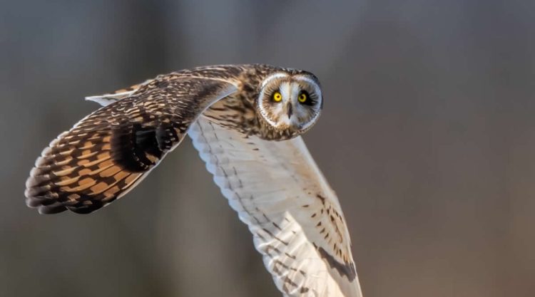 Stunning Bird Photos That Capture Nature True Beauty