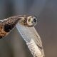 Stunning Bird Photos That Capture Nature True Beauty