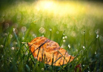 Stunning Photos That Use Bokeh to Transform Ordinary Moments into Visual Poetry