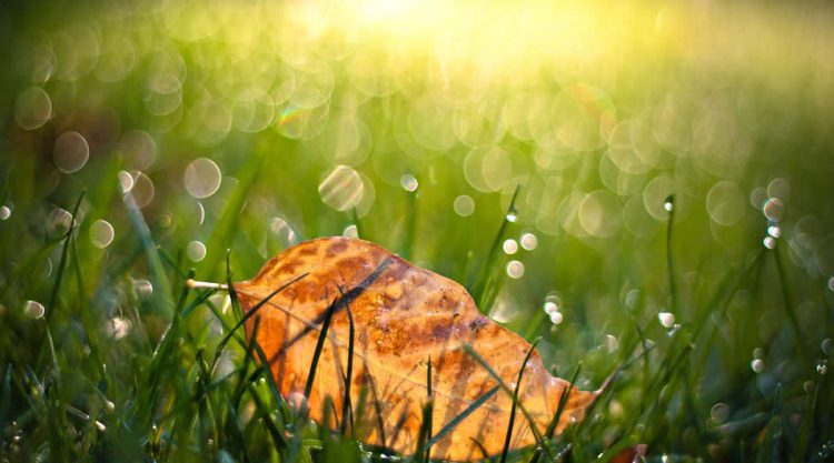 Stunning Photos That Use Bokeh to Transform Ordinary Moments into Visual Poetry