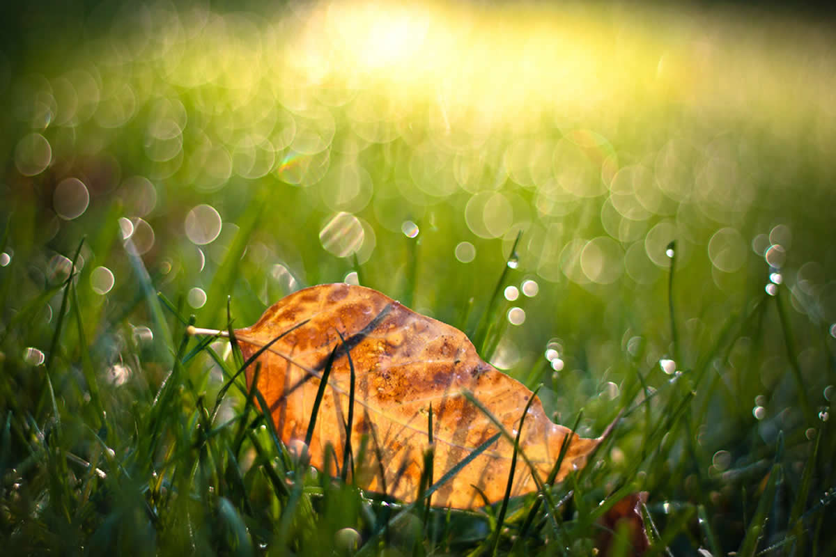 Stunning Photos That Use Bokeh to Transform Ordinary Moments into Visual Poetry