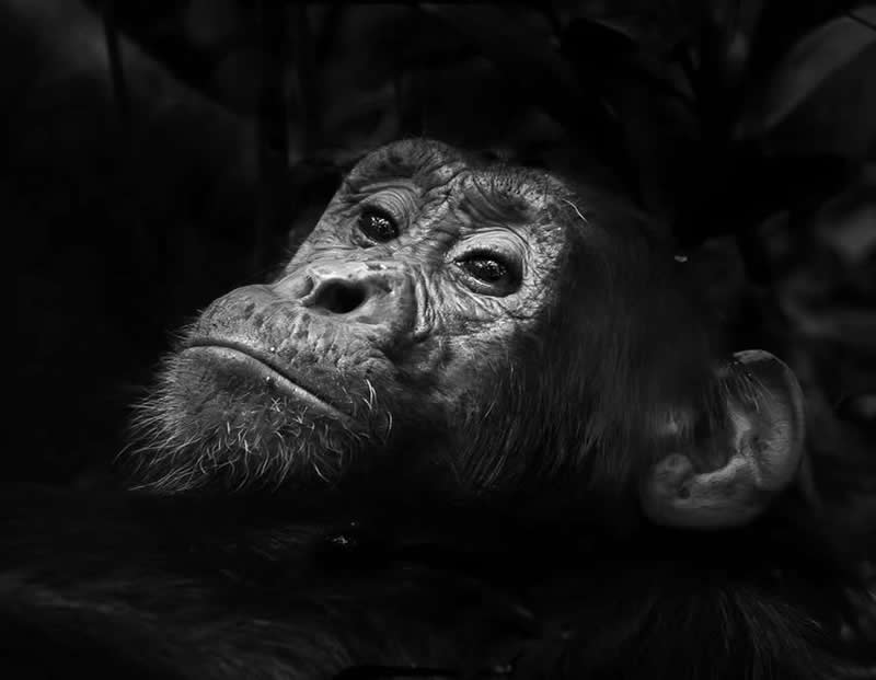 Black-and-White Winning Photos from the Artist Gallery Awards 2025