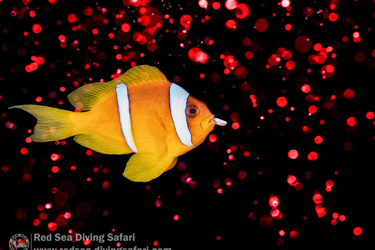 Underwater Photographer Of The Year 2024 Winners