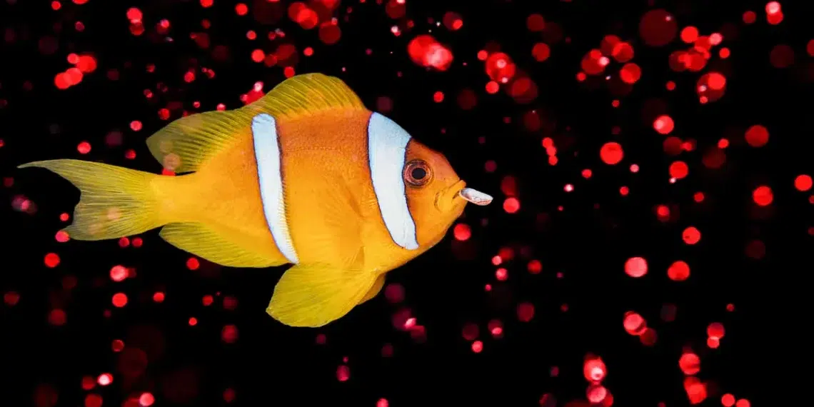 underwater photo of fish