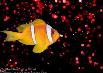 underwater photo of fish