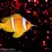 underwater photo of fish