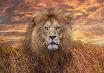 Breathtaking Wildlife Photos That Awaken Your Spirit