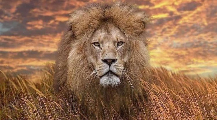 Breathtaking Wildlife Photos That Awaken Your Spirit