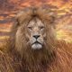 Breathtaking Wildlife Photos That Awaken Your Spirit
