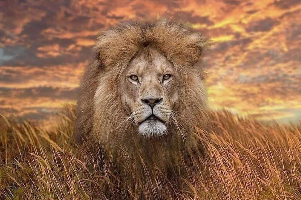 Breathtaking Wildlife Photos That Awaken Your Spirit