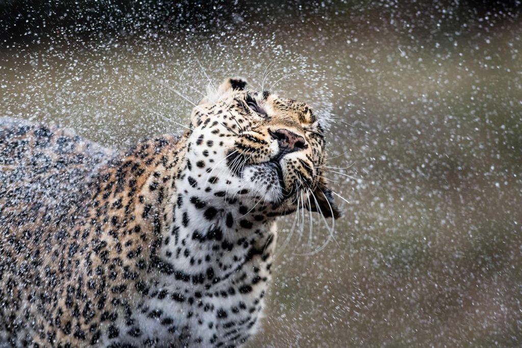 South Africa Untamed Wildlife Beauty