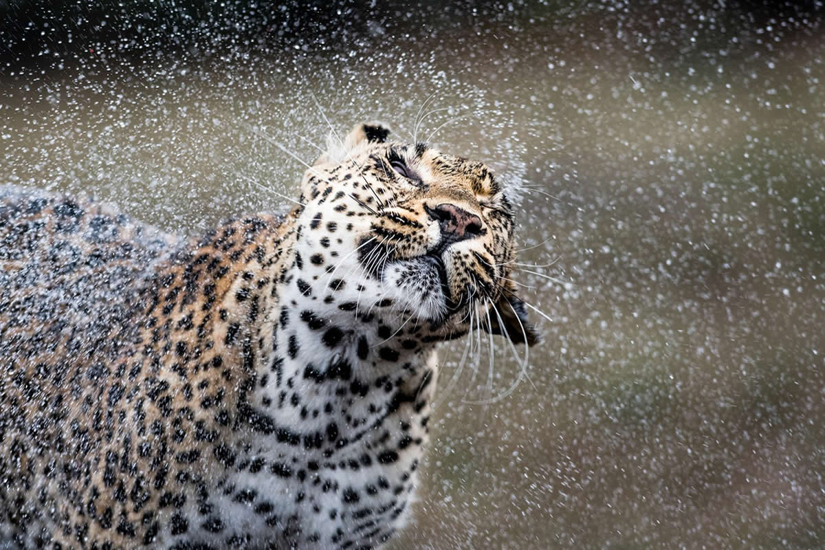South Africa Untamed Wildlife Beauty