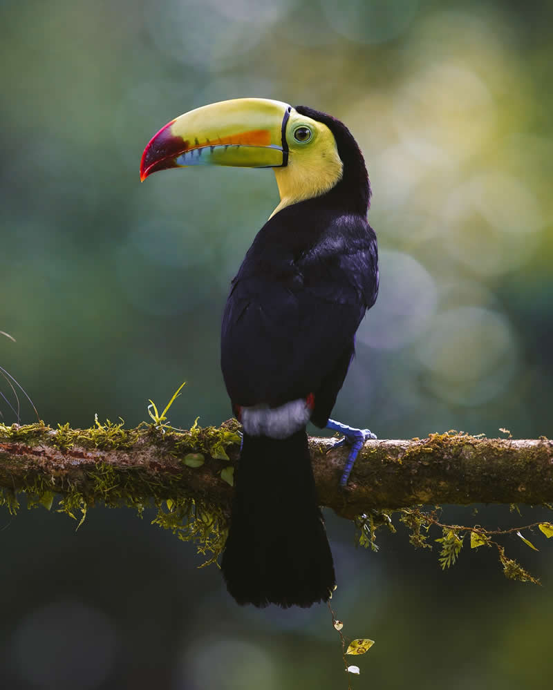 Wildlife Photography by Joren De Jager