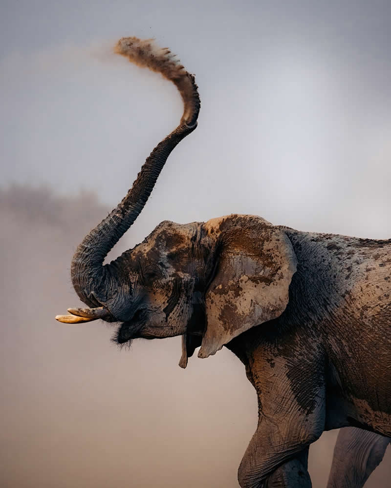 Wildlife Photography by Joren De Jager