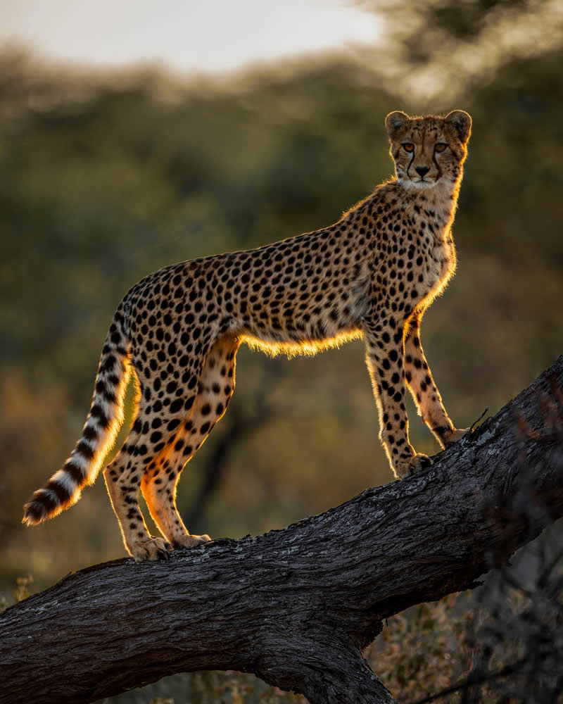 Wildlife Photography by Joren De Jager