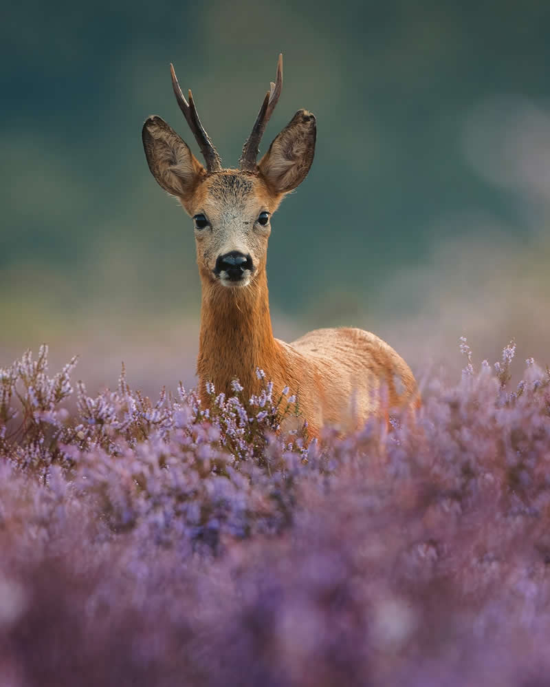 Wildlife Photography by Joren De Jager