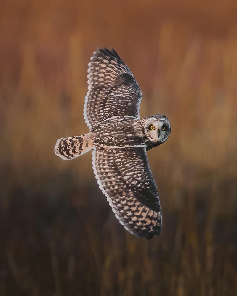 Wildlife Photography by Joren De Jager