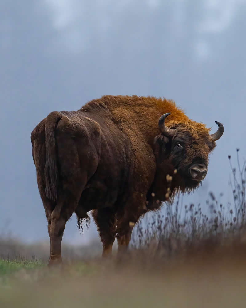 Wildlife Photography by Joren De Jager
