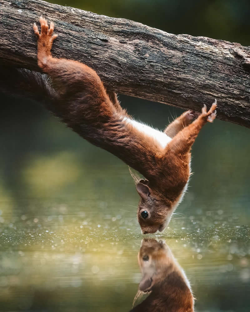Wildlife Photography by Joren De Jager