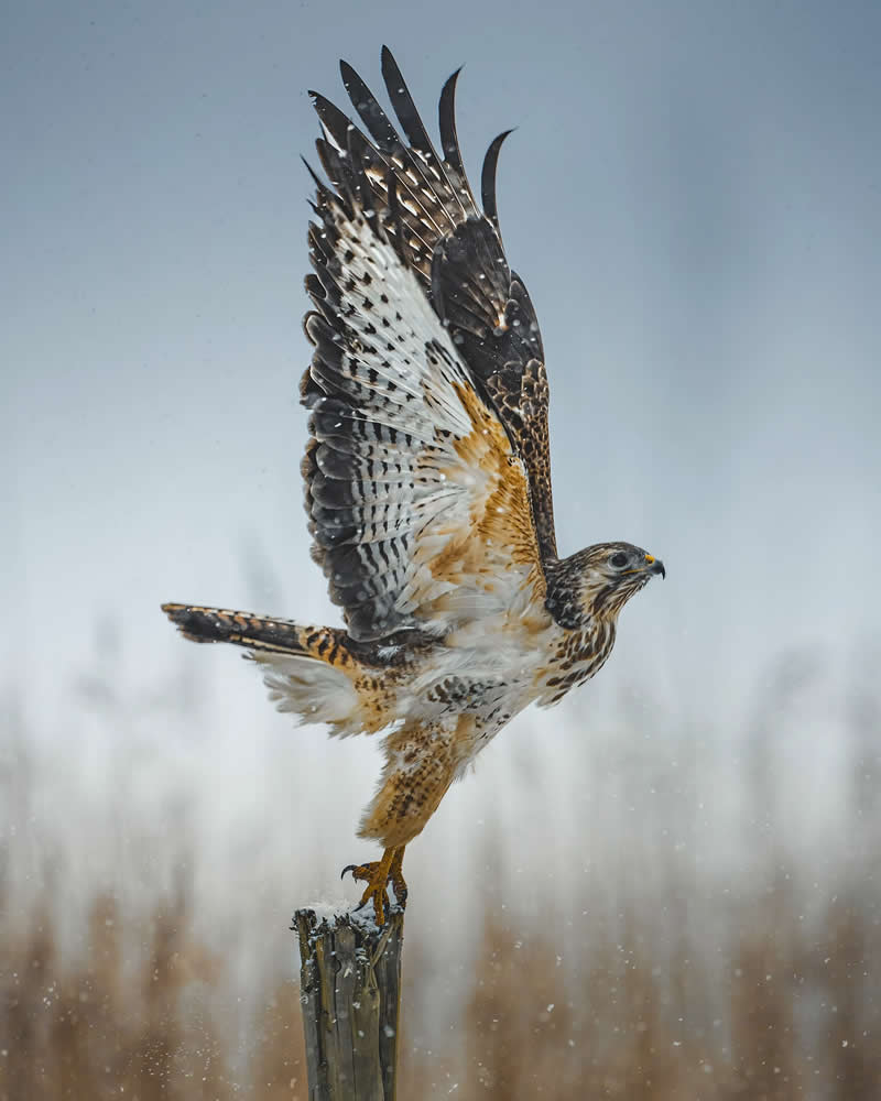 Wildlife Photography by Joren De Jager