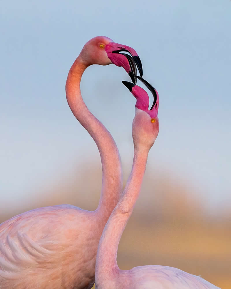Wildlife Photography by Joren De Jager