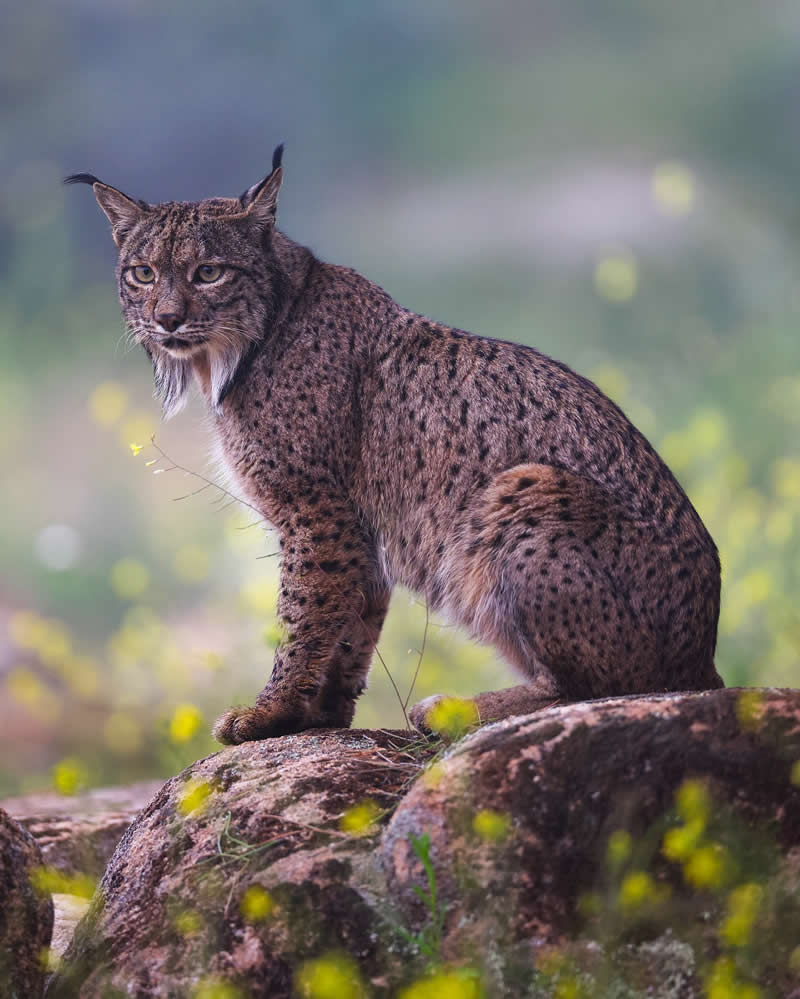 Wildlife Photography by Joren De Jager