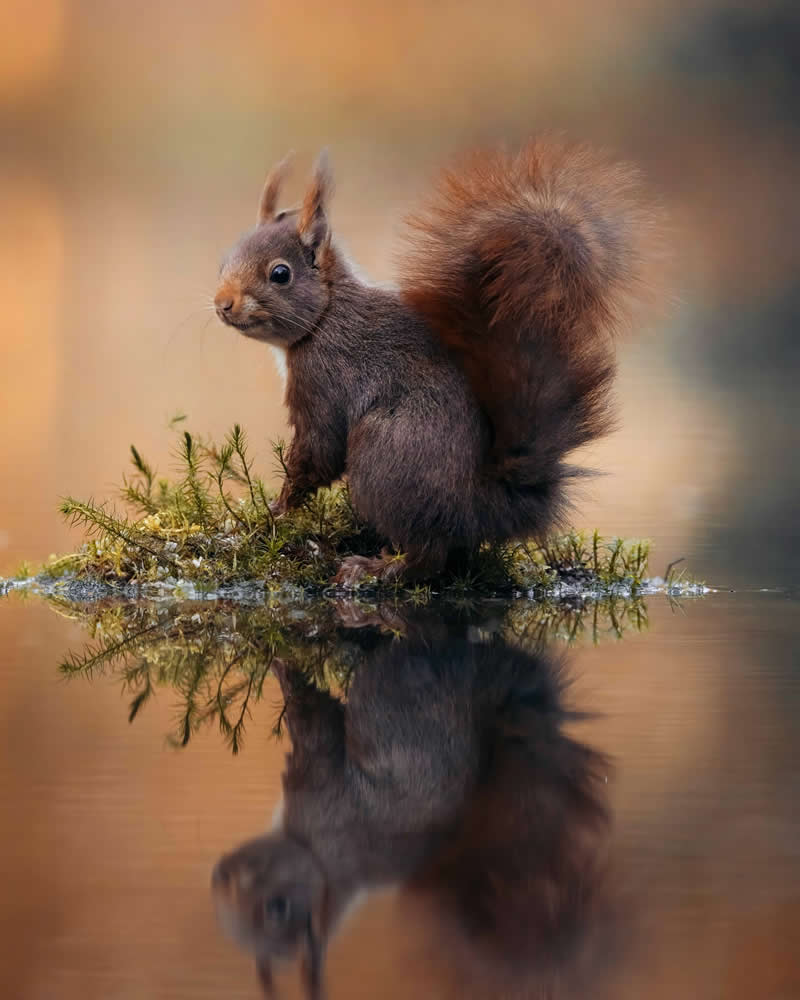 Wildlife Photography by Joren De Jager