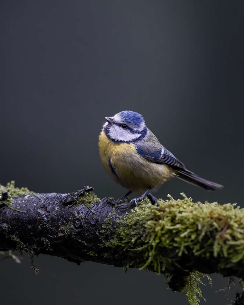 Wildlife Photography by Joren De Jager