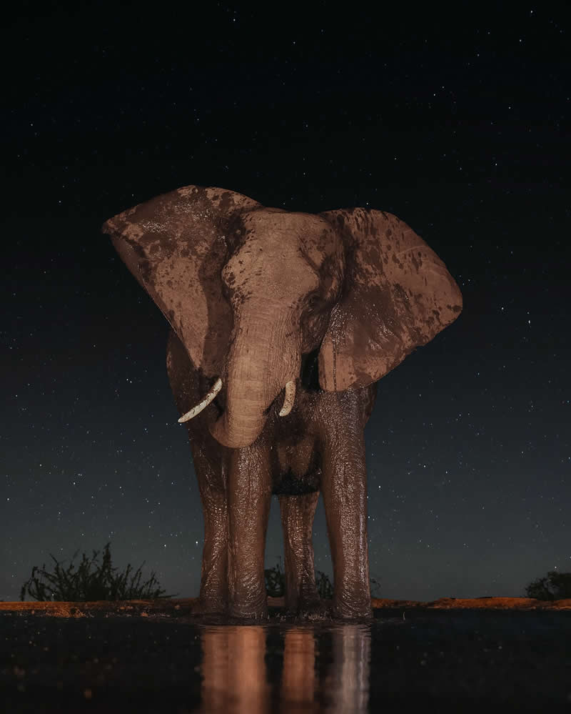 Wildlife Photography by Joren De Jager
