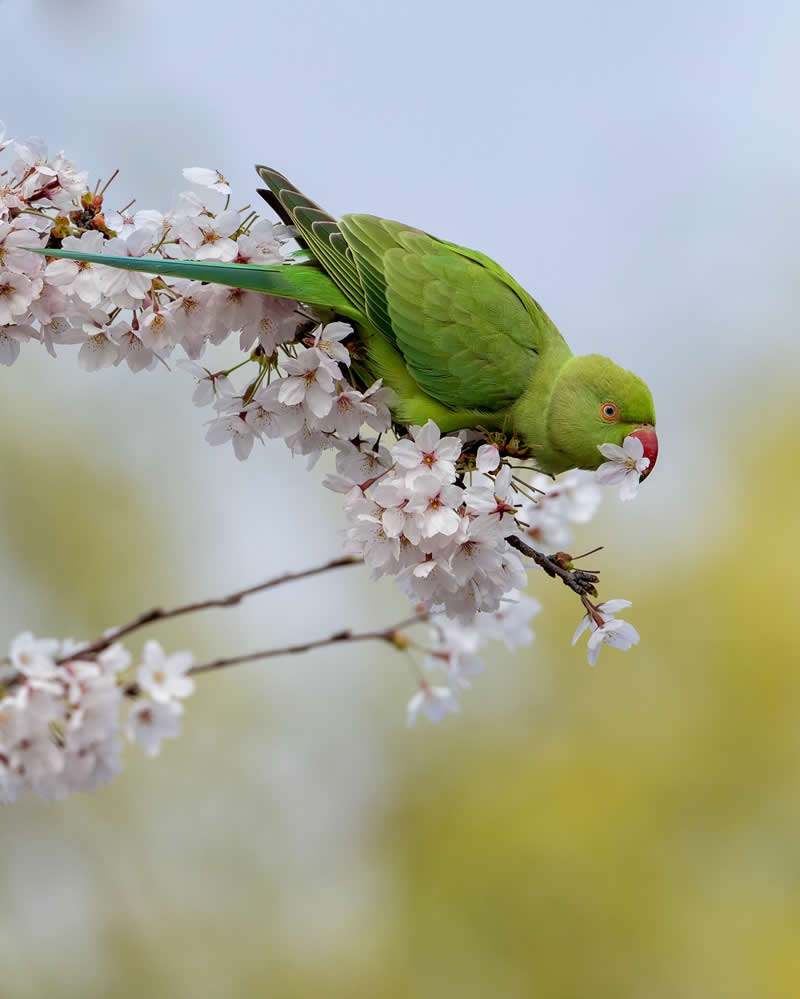 Wildlife Photography by Joren De Jager