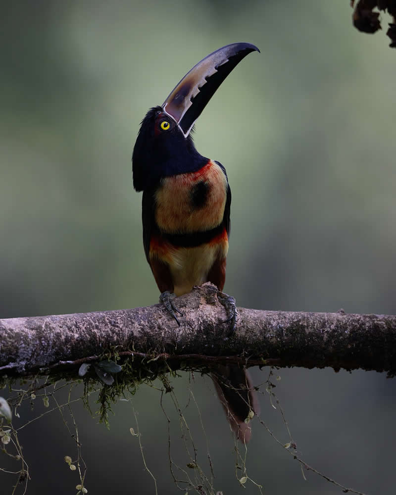 Wildlife Photography by Joren De Jager