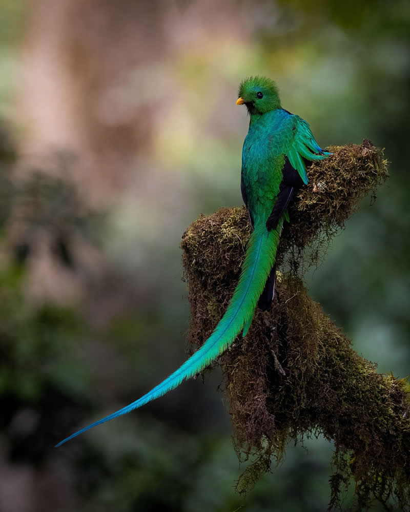 Wildlife Photography by Joren De Jager