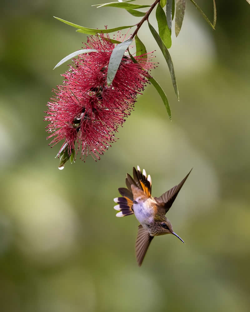 Wildlife Photography by Joren De Jager