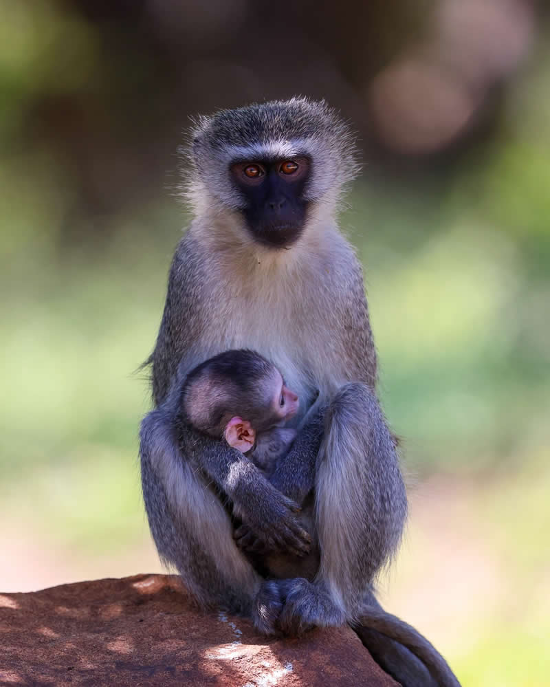 Wildlife Photography by Joren De Jager