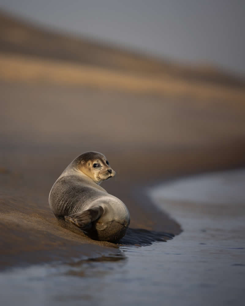 Wildlife Photography by Joren De Jager
