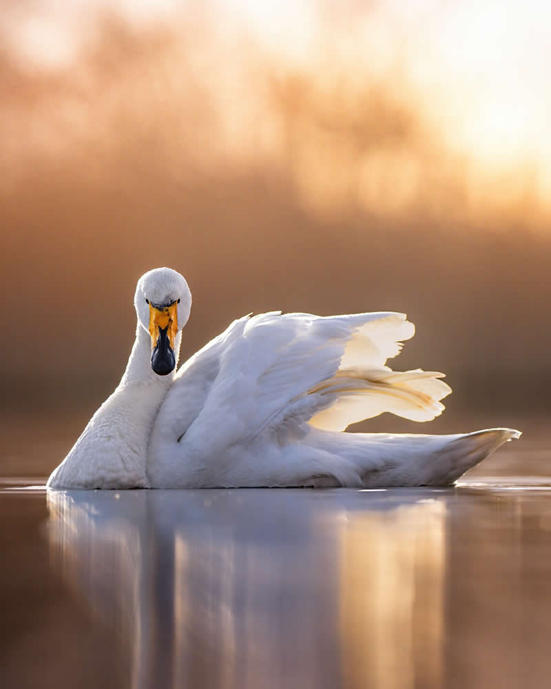 Wildlife Photography by Joren De Jager