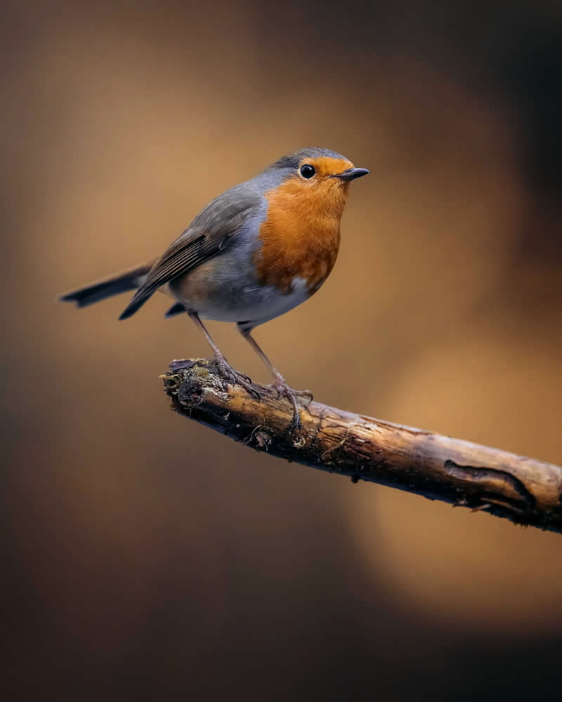 Wildlife Photography by Joren De Jager