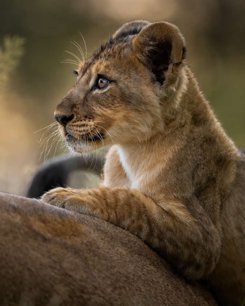 Wildlife Photography by Joren De Jager