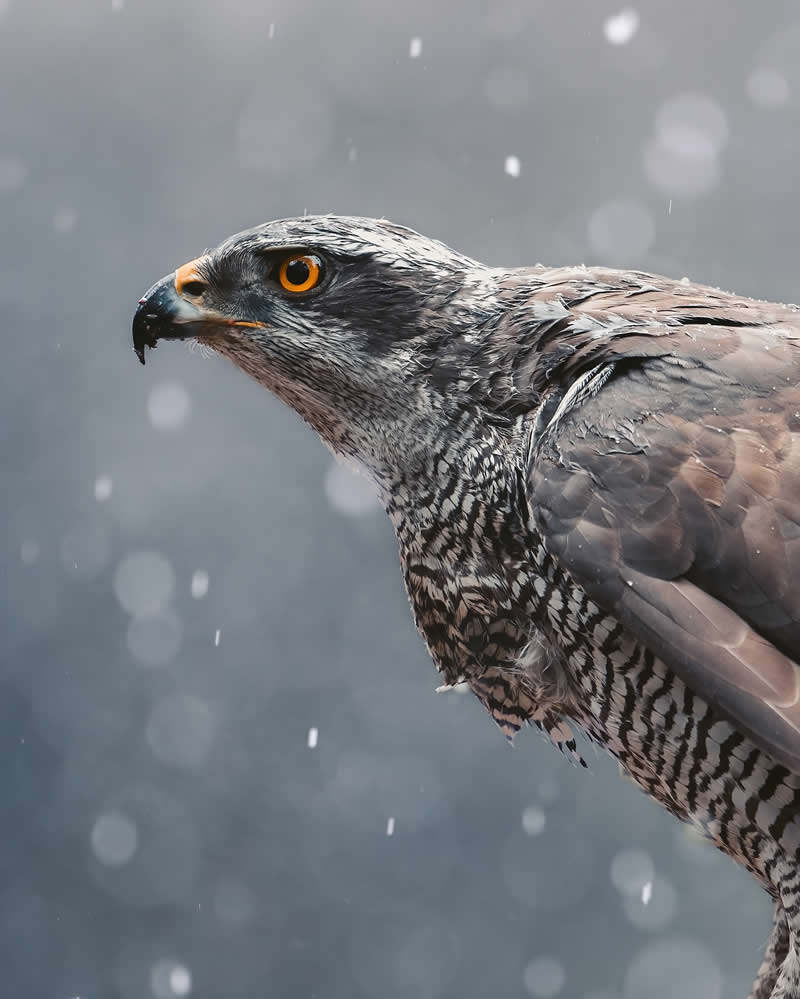 Wildlife Photography by Joren De Jager