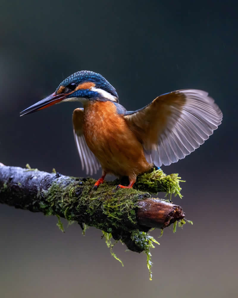 Wildlife Photography by Joren De Jager