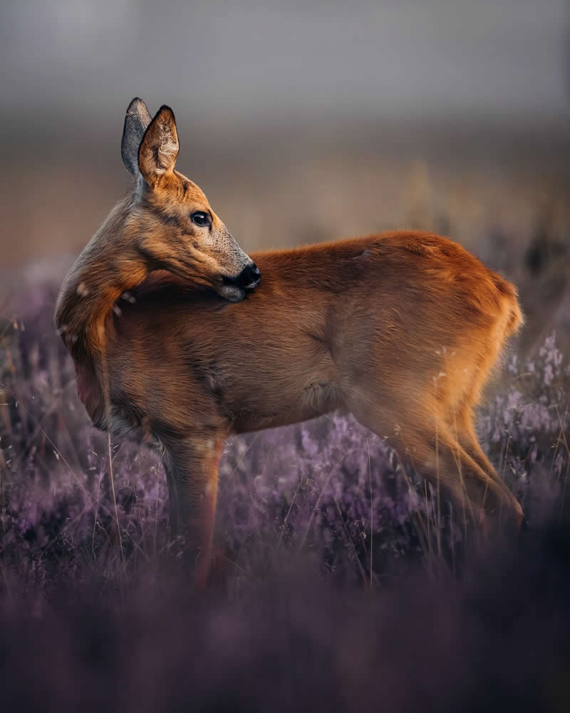 Wildlife Photography by Joren De Jager