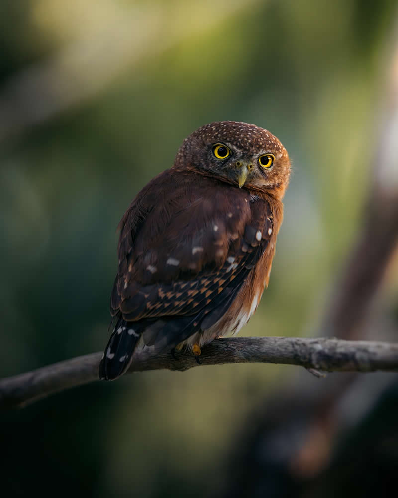 Wildlife Photography by Joren De Jager