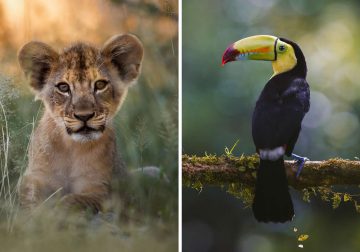 Wildlife Photography by Joren De Jager