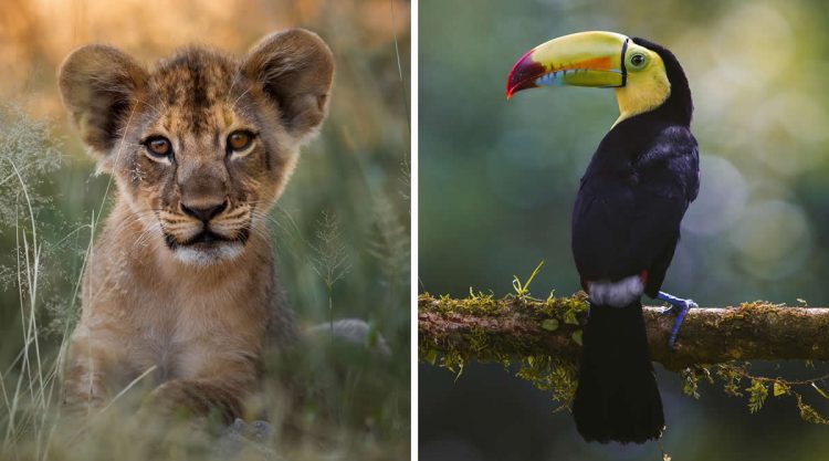 Wildlife Photography by Joren De Jager